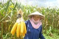Kinh nghiệm trồng ngô ngọt