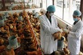 甲型H7N9禽流感病毒发生变异