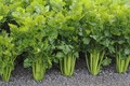 Hướng dẫn cách trồng và chăm bón rau cần tây