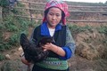 Đặc sản gà đen của người Mông