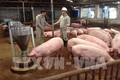 Đồng Tháp cơ cấu lại thời hạn trả nợ cho người chăn nuôi lợn