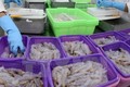 薄辽省将建设虾类养殖高科技农业园区