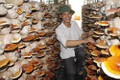 Cựu quân nhân Lê Ngọc Khanh làm giàu từ trồng nấm