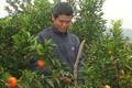 Anh Nông Văn Lâm làm giàu từ trồng cây ăn quả trên đất đồi núi