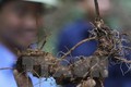 Kỹ thuật trồng và chăm sóc cây Sâm Ngọc Linh