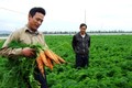 Kỹ thuật trồng và chăm sóc cây cà rốt cho hiệu quả kinh tế cao