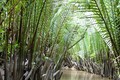 Kỹ thuật trồng dừa nước (Nypa fruticans)