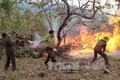 Bình Định tăng cường phòng cháy chữa cháy rừng