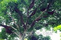 Độc đáo “cây thần” và luật tục bảo vệ rừng của người Thái ở Điện Biên