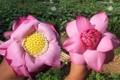 Cách phân biệt hoa sen với hoa quỳ