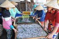 Phát triển nghề làm cá cơm ở Thổ Châu