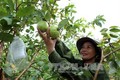 Bà Phan Thị Xuân thoát nghèo từ mô hình trồng ổi Đài Loan