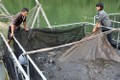 Nghệ An giúp dân nuôi cá bằng lồng công nghệ mới