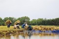 Chuyển giao kỹ thuật sản xuất nông nghiệp cho nông dân vùng ngập lũ Tiền Giang