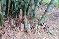 Kỹ thuật trồng tre lấy măng