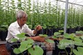 Hiệu quả mô hình trồng dưa trong nhà màng của ông Nguyễn Hữu Thọ