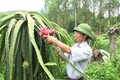 Nguyễn Đình Long - Người ươm mầm thanh long ruột đỏ trên vùng đất khô cằn
