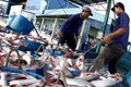 越南查鱼及水产品交易会将于10月举行