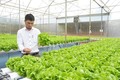 Phan Nguyên Bic làm giàu bằng mô hình trồng rau thủy canh hồi lưu