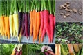 Trồng cà rốt 7 màu giúp vườn nhà đẹp và nhiều dinh dưỡng