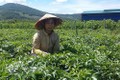 Kon Tum phát triển cây dược liệu trên huyện miền núi Kon Plông