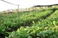 Cách trồng và chăm sóc rau trong mùa mưa