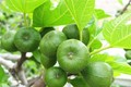 Các món ăn chế biến từ trái vả - đặc sản ẩm thực đất Cố đô