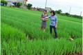 Sản xuất hành lá VietGAP - hướng làm giàu của nông dân Thừa Thiên – Huế