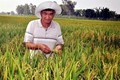 Hiệu quả mô hình liên kết sản xuất lúa nếp tại Bình Thuận