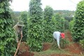“Nở rộ” phong trào trồng hồ tiêu sạch ở Đắk Nông