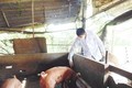 Long An miễn phí vắc xin phòng bệnh lợn tai xanh cho người chăn nuôi
