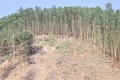 Phát triển bền vững những cánh rừng trồng thay thế ở Quảng Nam 