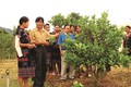 广南省青年携手建设新农村