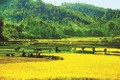 Quảng Ngãi phát triển cây lúa nước ở 6 huyện miền núi