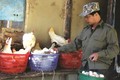 Anh Trần Văn Dũng làm giàu nhờ nuôi gà an toàn sinh học