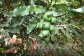Kon Tum chuyển diện tích thông sinh trưởng kém sang trồng Mắc ca và cây ăn quả