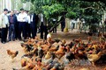 Bắc Giang tìm giải pháp nâng chất lượng gà đồi Yên Thế