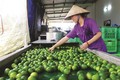 后江省州城县带来高经济效益的无核柠檬