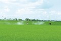 越南南部居民对夏秋季水稻的施肥经验