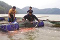 Kỹ thuật nuôi cá điêu hồng