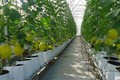 Thừa Thiên - Huế tập trung phát triển nông nghiệp công nghệ cao