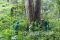 Tiết kiệm hơn 200 tỷ đồng kinh phí thực hiện điều tra, kiểm kê rừng toàn quốc