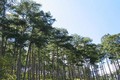 Lâm Đồng sẽ khai thác gần 750 ha rừng thông ba lá 