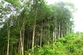 Sản lượng gỗ khai thác từ rừng trồng ở Phú Yên tăng gần 32%