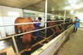 河内市将高技术应用于肉牛养殖