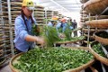 2017年前8月越南茶叶出口总额增长11.8%