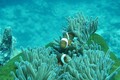 Kiên Giang tăng cường quản lý Khu bảo tồn biển Phú Quốc 