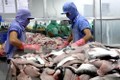 今年8月份越南查鱼对美国出口金额同比下降2600万美元