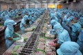 中国正在成为越南查鱼的潜在市场