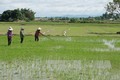 Trồng lúa tiết kiệm nước để ứng phó với biến đổi khí hậu
